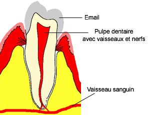 Dent saine. 
<br>Le sang  circule  l'intrieur de la dent et repart dans la circulation gnrale.